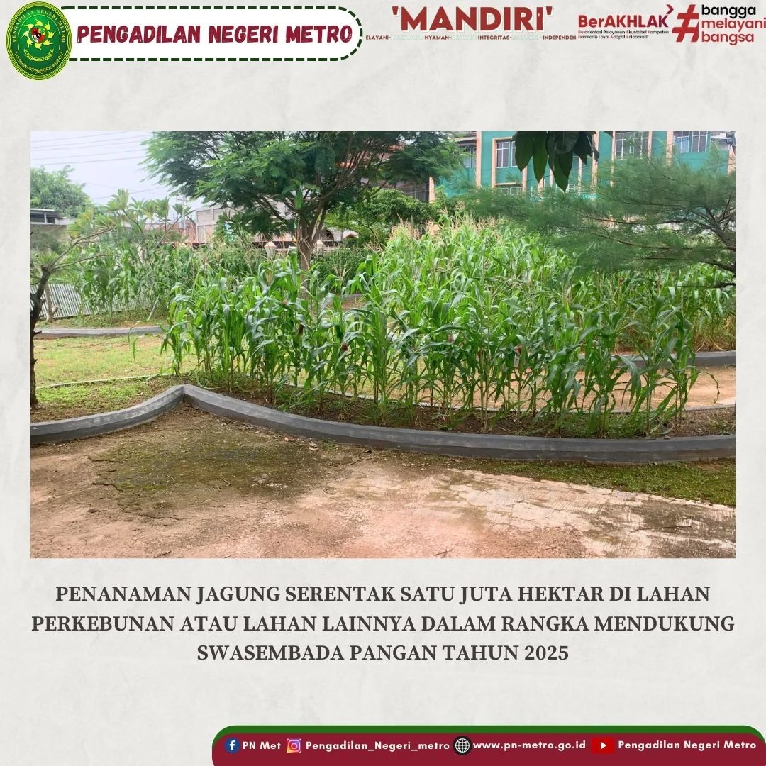 jagung211252